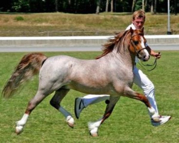 stallion Leybuchts Brandino (Welsh mountain pony (SEK.A), 2003, from H-S Brandy)