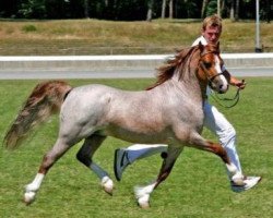 stallion Leybuchts Brandino (Welsh mountain pony (SEK.A), 2003, from H-S Brandy)