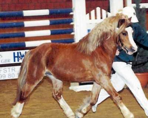stallion Forlan Tomboy (Welsh mountain pony (SEK.A), 1993, from Springbourne Caraway)