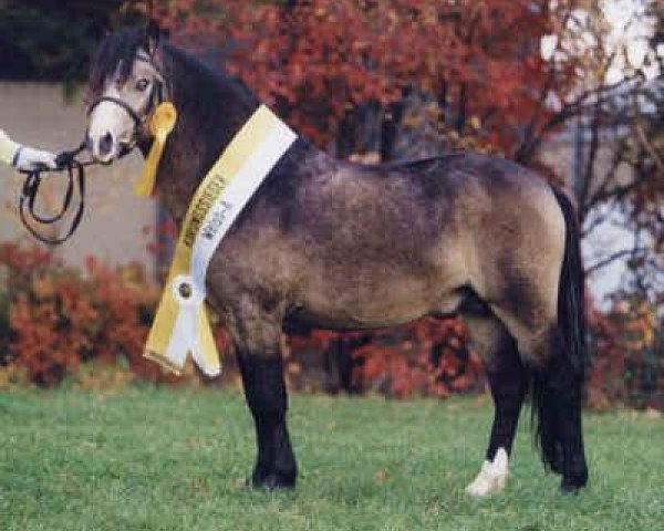 Deckhengst Erileen Bachgen Balch (Welsh Mountain Pony (Sek.A), 2002, von Tilias Blue Banner)