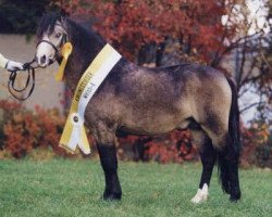 stallion Erileen Bachgen Balch (Welsh mountain pony (SEK.A), 2002, from Tilias Blue Banner)