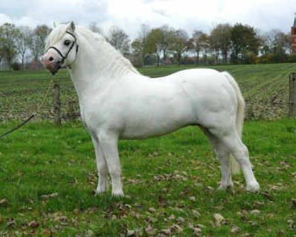 stallion Dyfed Piper (Welsh mountain pony (SEK.A), 1996, from Dyfed Flying Wild)