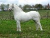 stallion Dyfed Piper (Welsh mountain pony (SEK.A), 1996, from Dyfed Flying Wild)