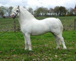 Deckhengst Dyfed Piper (Welsh Mountain Pony (Sek.A), 1996, von Dyfed Flying Wild)