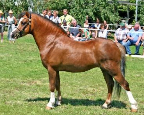 stallion Coelenhage's Don Pedro (Welsh mountain pony (SEK.A), 2003, from Castellau Vip)