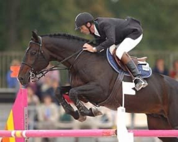 stallion Darius du Murier (Selle Français, 1991, from Quito de Baussy)