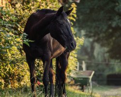 broodmare Bonny (German Riding Pony, 1996, from Boss)