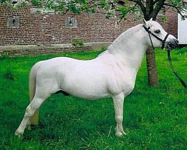 Pferd Cavalito Blanco (Welsh Mountain Pony (Sek.A), 2000, von Caspar)