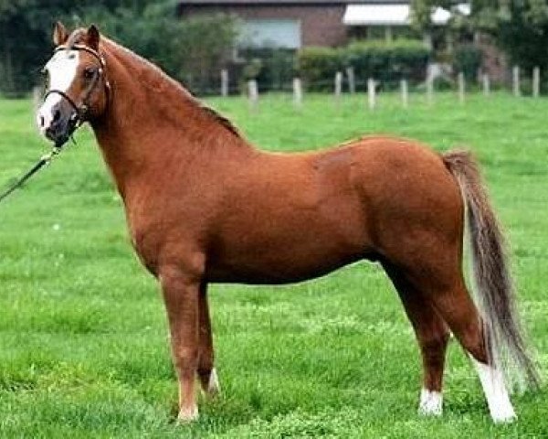 stallion Castellau Vip (Welsh mountain pony (SEK.A), 1994, from Trefaes Orange Pip)