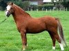 Deckhengst Castellau Vip (Welsh Mountain Pony (Sek.A), 1994, von Trefaes Orange Pip)