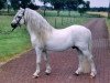 Deckhengst Caruso (Welsh Mountain Pony (Sek.A), 1989, von Flashley Eclipse)