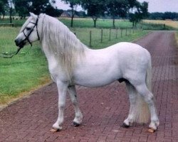 stallion Caruso (Welsh mountain pony (SEK.A), 1989, from Flashley Eclipse)