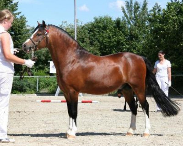 stallion Brandy's Boy (Welsh mountain pony (SEK.A), 2002, from H-S Brandy)
