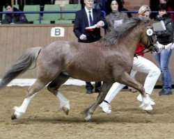 stallion Bergischland Freddie Mercury (Rhinelander, 2005, from Bergischland Frederik)