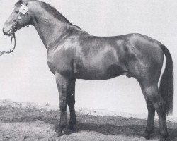 stallion Frühlingsstern (Westphalian, 1977, from Frühlingstraum II)