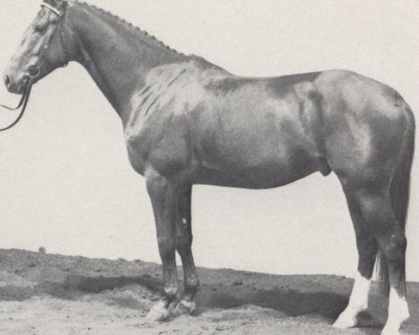 stallion Feuerstern (Westphalian, 1983, from Frühlingsstern)