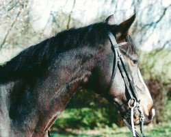 horse Fränzli (Württemberger, 1991, from Fulguro)