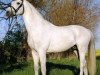 stallion Shamu (Trakehner, 1997, from Rastenberg)