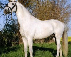 stallion Shamu (Trakehner, 1997, from Rastenberg)