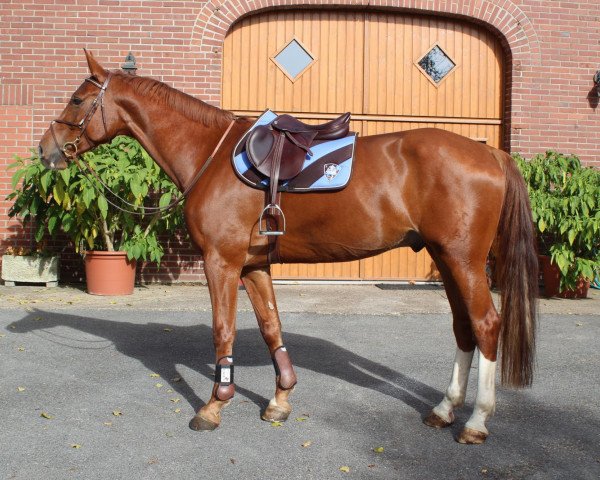 jumper Cicero K (Hanoverian, 2007, from Carenzo)