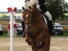 dressage horse Olympico 2 (German Riding Pony, 1995, from Giglbergs Outsider)