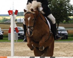 dressage horse Olympico 2 (German Riding Pony, 1995, from Giglbergs Outsider)