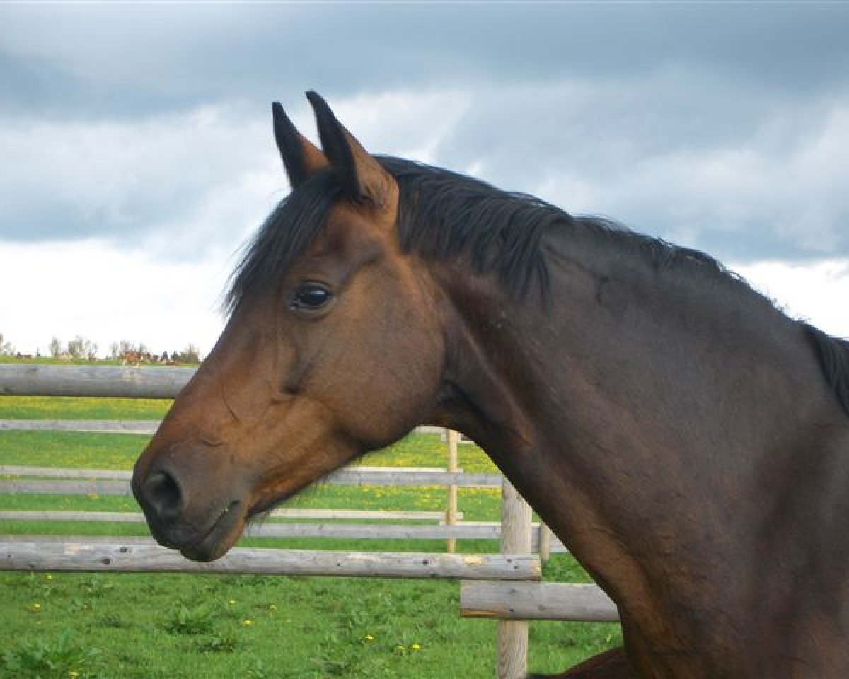 broodmare Fatima (Oldenburg, 2001, from Sandro Hit)