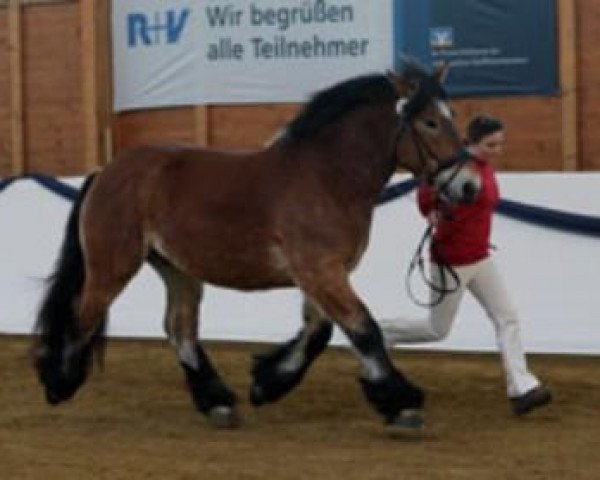 stallion Eid von Dönitz (Rhenish-German Cold-Blood, 2006, from Elan von Dönitz)