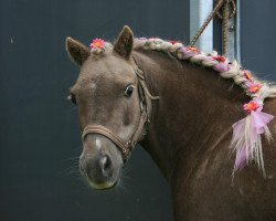 Pferd Butch 2 (Deutsches Classic Pony, 1998)