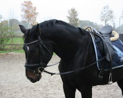 dressage horse Sun-Tino TS (Oldenburg, 2009, from Sunny-Boy)