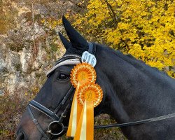 dressage horse Fürstensporn (Oldenburg, 2011, from Fürstenball)