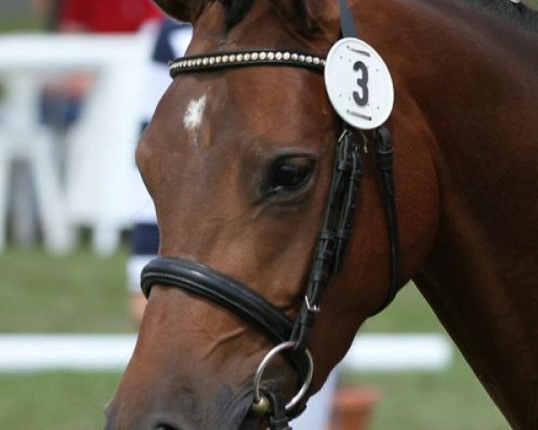 broodmare Carlotta J (German Riding Pony, 2007, from Charm of Nibelungen)