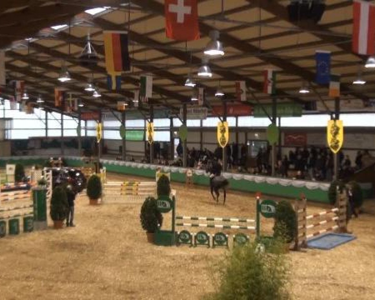 jumper Zirocco Royal (KWPN (Royal Dutch Sporthorse), 2008, from Zirocco Blue)
