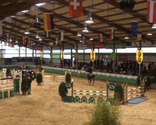 jumper Zirocco Royal (KWPN (Royal Dutch Sporthorse), 2008, from Zirocco Blue)
