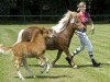 broodmare Raphaela vom Purnitzgrund (Shetland Pony, 1997, from Bob)