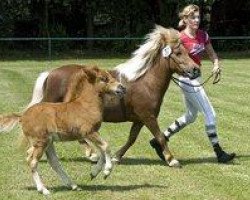 Zuchtstute Raphaela vom Purnitzgrund (Shetland Pony, 1997, von Bob)