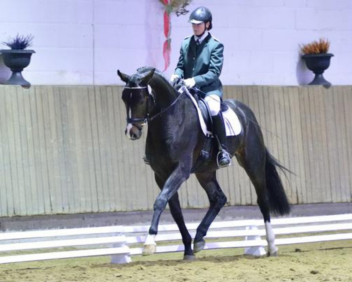 stallion Freddie Mercury 2 (Hanoverian, 2009, from Fidertanz)