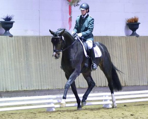 dressage horse Freddie Mercury 2 (Hanoverian, 2009, from Fidertanz)