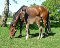 broodmare Lavinja (Hanoverian, 2003, from Laurentio)