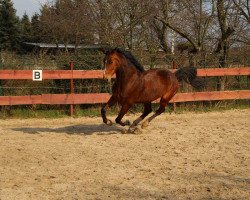 Springpferd Astiro WS (Deutsches Sportpferd, 2009, von Askano)