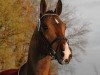 stallion Krambambuli v. Schlösslihof (Swiss Warmblood, 2005, from Karondo vom Schlösslihof)