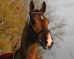 Deckhengst Krambambuli v. Schlösslihof (Schweizer Warmblut, 2005, von Karondo vom Schlösslihof)