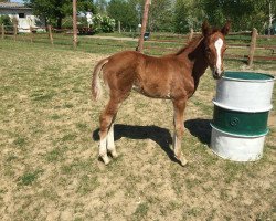 Dressurpferd Golden Dream (Trakehner, 2022, von Karim Doré)