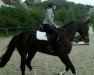 Pferd Little Miss 5 (Irish Sport Horse, 2004, von Ohio)