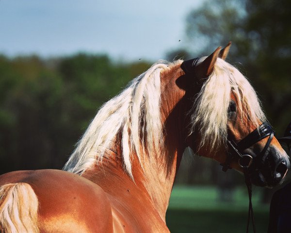 horse Allerbest 5 (Haflinger, 2019, from Allerdings 4)