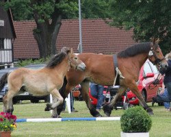 broodmare Elena (Rhenish-German Cold-Blood, 2004, from Eberhard)