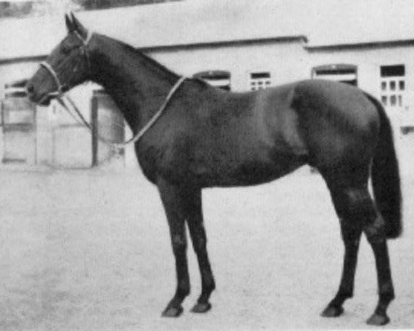 stallion Court Harwell xx (Thoroughbred, 1954, from Prince Chevalier xx)