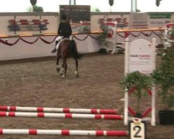 Springpferd Levis 40 (Deutsches Reitpony, 2003, von Lady's Wise Guy)