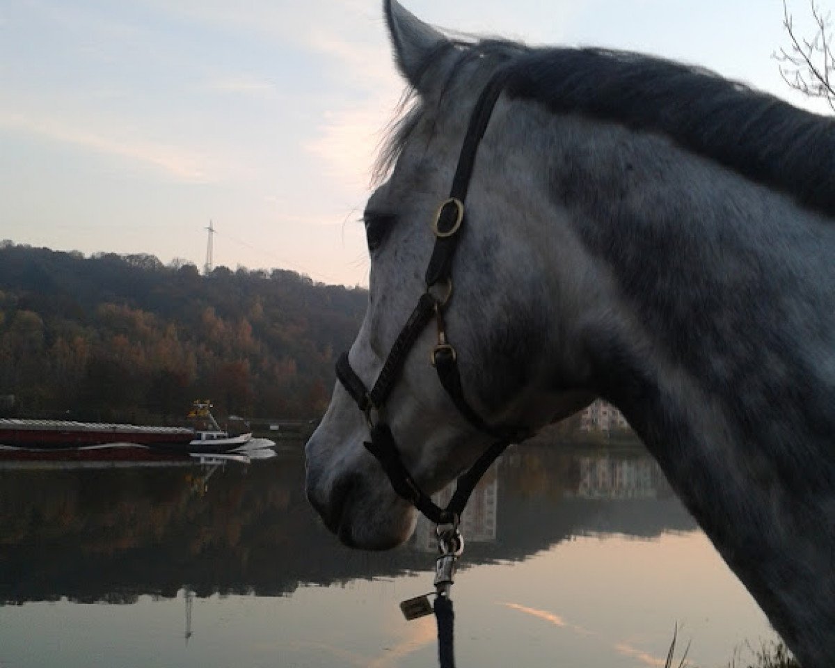 Springpferd Cash Flow 23 (Westfale, 2003, von Cornet Obolensky)