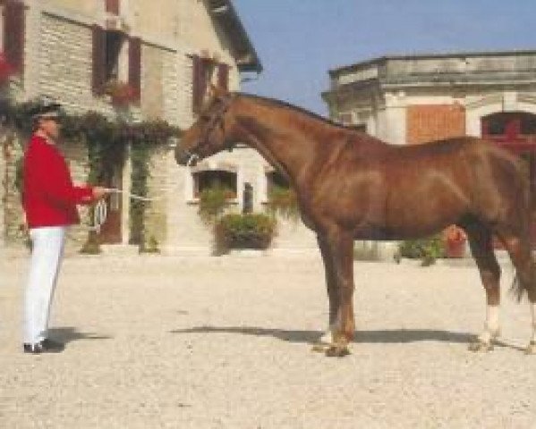 stallion Souci Platiere (Selle Français, 1984, from Muguet du Manoir)
